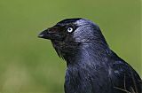 Eurasian Jackdaw